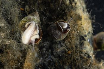 Media type: image;   Malacology 413373 Description: Live specimen image, in situ.;